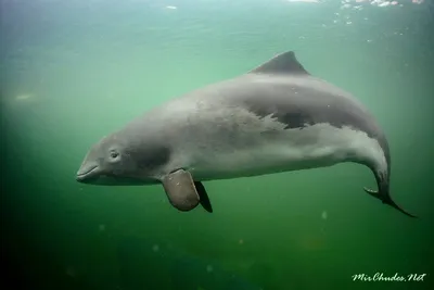 Дельфины спасут вымирающих морских свиней - BBC News Русская служба