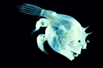 Слияние самца рыбы-удильщика с телом самки обеспечивает отсутствие  нормального иммунитета — Naked Science