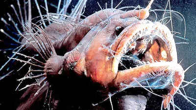 Рыба удильщик (морской чёрт): описание, как выглядит и чем питается, на  какой глубине обитает