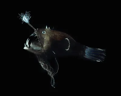 Линофрина рыба - картинки и фото poknok.art