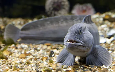 Многие свежий азиатский морской волк, гигантский Seaperch, Barramundi или  серебряные рыба Seaperch замораживания на льду на рынке Стоковое  Изображение - изображение насчитывающей здорово, кухня: 169400155