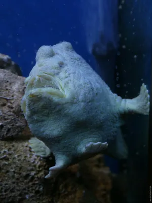 Рыба-жаба (Oyster toadfish) | Fedor | Flickr