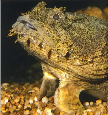 Рыба-жаба (Batrachomoeus trispinosus)