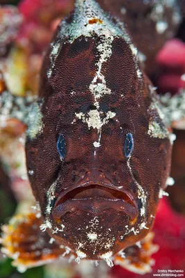 Психоделическая рыба-лягушка: Долго смотреть крайне неприятно! От её  окраски болят глаза даже у рифовых хищников | Пикабу