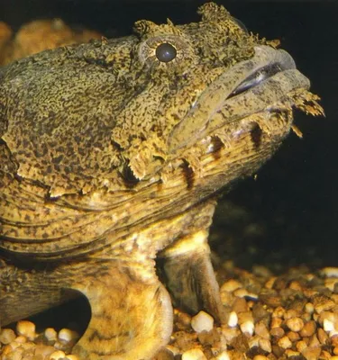 Allenbatrachus grunniens (Пресноводная рыба-жаба) | ВСЕ О ПРЕСНОВОДНЫХ РЫБАХ