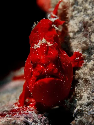 Diving Federation - Рыба-жаба Англ. - Frog Fish Лат. - Opsanus tau Вид рыб  семейства батраховых, или рыб-жаб (Batrachoididae) отряда батрахообразных  (Batrachoidiformes). Встречается в западной части Атлантического океана от  полуострова Кейп-Код до