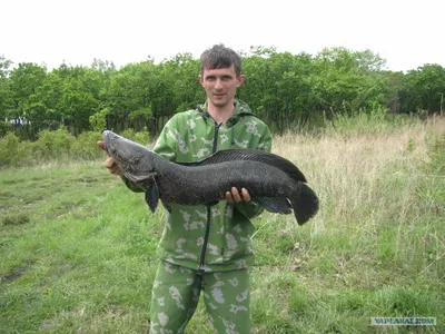 Каламоихт (Erpetoichthys calabaricus) | содержание, описание