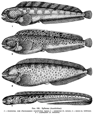 Anarhichadidae Bonaparte, 1835) Семейство Анарихадиды, Зубатковые, Зубатки,  Зубаток, Family Anarhichadidae Bonaparte, 1835 (Wolffishes) 2 рода 5 видов