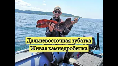 Дальневосточная зубатка. Живая камнедробилка / Bering Wolffish - YouTube