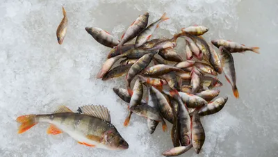 Угрожает ли гибель рыбы в Урале экологии и жителям – ответ Минсельхоза
