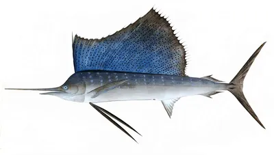 Парусник (рыба) — Википедия