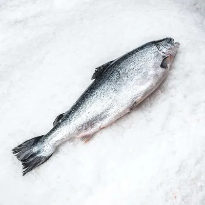 Экзотическая охлажденная рыба — купить в Москве по выгодной цене