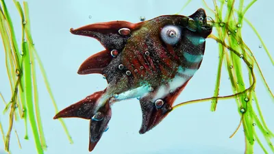 Обои Необычная рыба, картинки - Обои для рабочего стола Необычная рыба фото  из альбома: (животные)