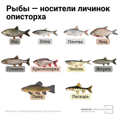 Какая рыба самая полезная и какая рыба самая вредная: мнение диетологов -  11 марта 2023 - chita.ru