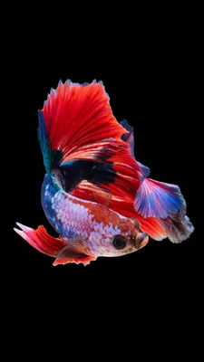 Обои рыба, Аквариум, Золотая рыбка, хвост, костистая рыба на телефон  Android, 1080x1920 картинки и фото бесплатно