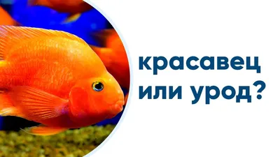 Рыба-попугай (Red Parrot Cichlid) | Справочник аквариумиста