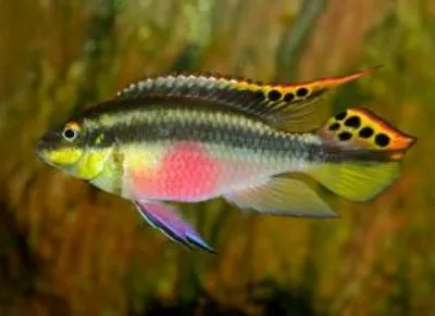 Akvarium: РЫБКА КРАСНЫЙ ПОПУГАЙ (Red Blood Parrot Fish)