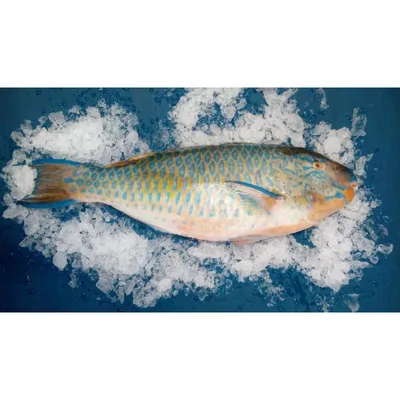 Рыба Попугай - Parrot Fish купить по цене 9490 тг/кг вес от 0,3 кг до 2 кг