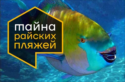 Попугай Японский - HappyFishes.ru