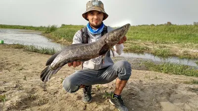 Змейголова рыба в Узбекистане: описание, где обитает