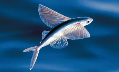 Летучая рыба. Виды, фото и видео. Описание и ценность летучих рыб