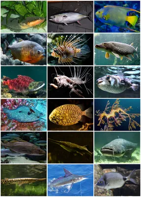 Лучепёрые рыбы — Википедия