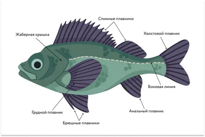 Рыбы: общая характеристика • Биология, Животные • Фоксфорд Учебник