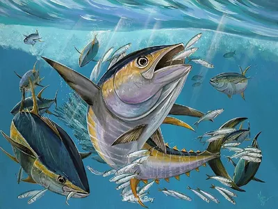 Картинки рыбы в море - 79 фото