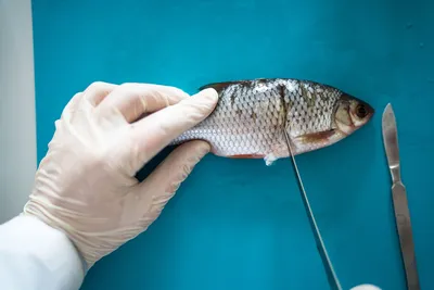 Как избежать заражения гельминтами при употреблении рыбы | Ветеринария и  жизнь