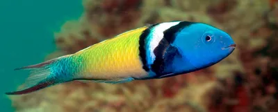 Ученые выяснили, как некоторые рыбы меняют пол при жизни — Naked Science