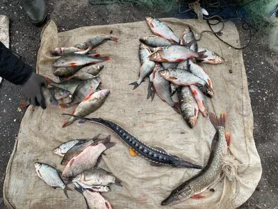 Полицейские нашли больше 100 экземпляров рыбы в автомобиле жителя города  Удомли | официальный сайт «Тверские ведомости»