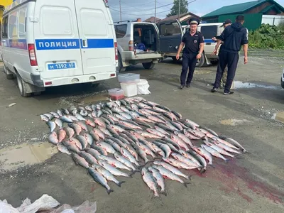 В машине сахалинца обнаружили 134 штуки рыбы лососевых пород и контейнер с  икрой - SakhalinMedia