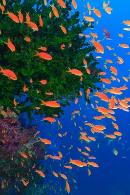 Разноцветные рыбы плавают в коралловом рифе изображение_Фото номер  501463547_JPG Формат изображения_ru.lovepik.com