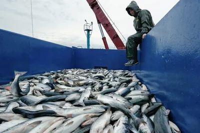 Экспорт российской рыбы в 2021 году показал взрывной рост - Российская  газета