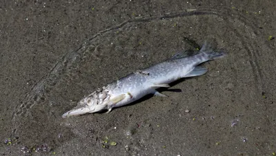 Много рыбы умерло в Свислочи под Минском - 01.05.2021, Sputnik Беларусь