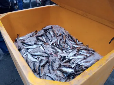 Около 25 тонн свежевыловленной рыбы бесплатно раздали сахалинцам и  курильчанам в 2022 году - SakhalinMedia