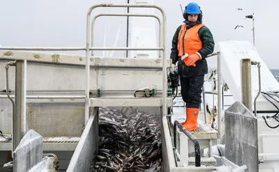 Власти откажутся от цели по потреблению рыбы в 25 кг на человека в год — РБК