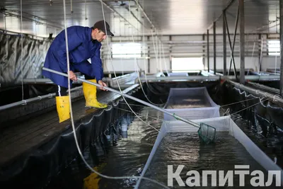 Производство рыбы – самое выгодное направление АПК - новости Kapital.kz