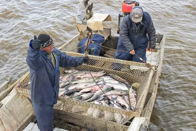Российские рыбаки с начала года добыли свыше 1,7 млн тонн рыбы |  Ветеринария и жизнь