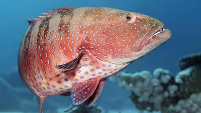 В тихом окуне: как рыбы помогут победить супербактерии | Статьи | Известия