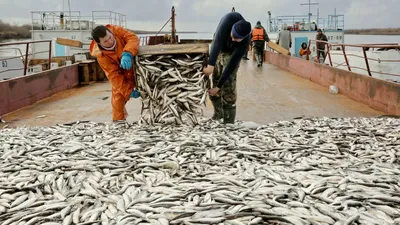 Чир, пыжьян и ряпушка: в ЯНАО выловили около 11 тысяч тонн рыбы | Ямал-Медиа