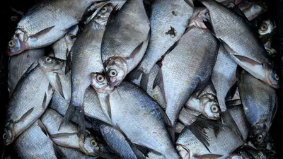 Как нарастить производство рыбы в стране - 13.06.2022, Sputnik Азербайджан