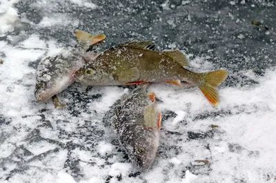 Ихтиолог рассказала о возможных причинах зимнего замора рыбы