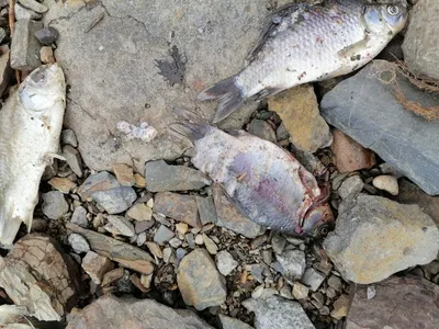 Километры мертвых карасей: берега Амура в Комсомольском районе завалены  тушами рыбы - AmurMedia