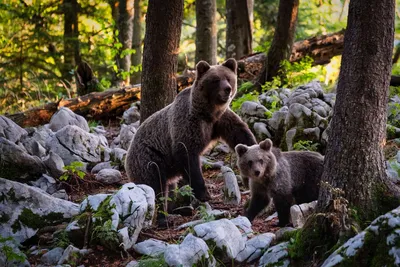 Black Bear, psdelux ... on ArtStation at  https://www.artstation.com/artwork/BaKa8 | Чёрный медведь, Картины с  медведями, Бурые медведи