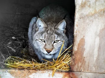 Дальневосточная рысь - один из самых опасных хищников среди кошачьих -  PrimaMedia