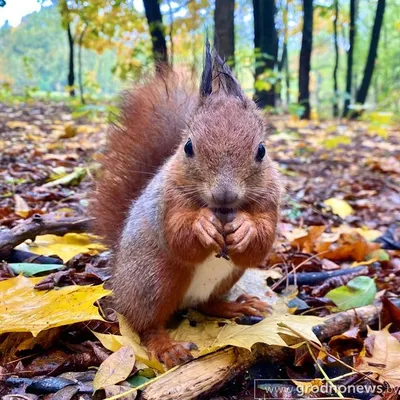 Фото: Рыжая белка с белым кончиком хвоста. Фотограф Анатолий Иргл. Фото  животных. Фотосайт Расфокус.ру