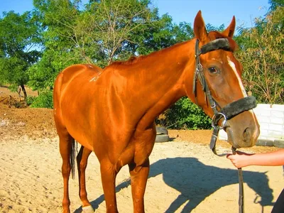 Картины (живопись):Лошадь рыжая | Art à thème cheval, Painted horses,  Peinture de cheval