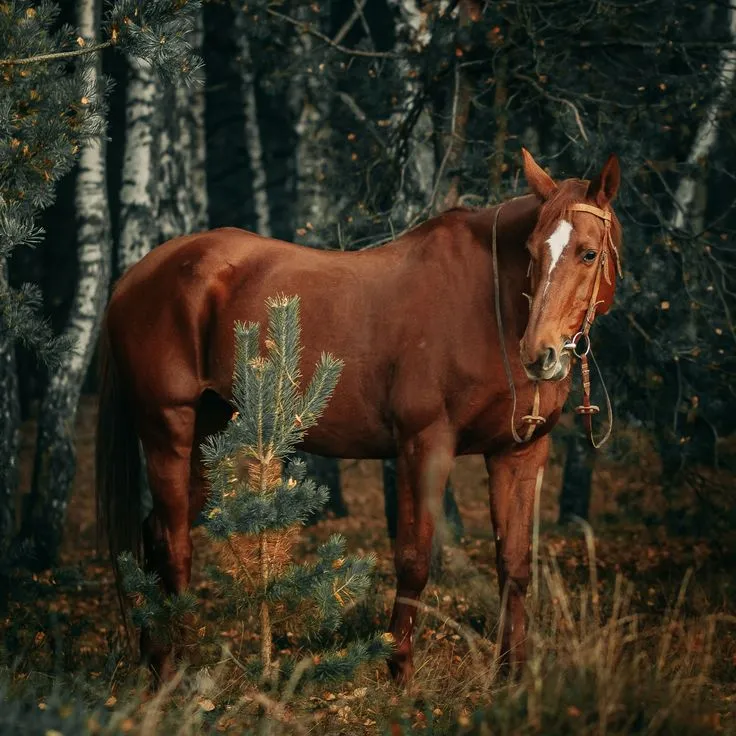 Конипони. Лошадь в лесу. Рыжая лошадь. Лесная лошадь. Лесная лошадь Horse Valley.