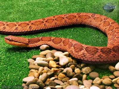 Трёхцветная Рыжая Змея Lystrophis Pulcher стоковое фото ©REPTILES4ALL  200966428